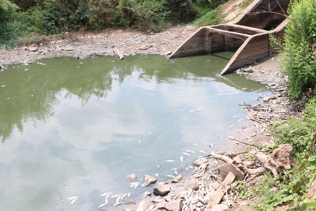 Cá chết nổi trắng hồ Sông Mây ở Đồng Nai - Ảnh 5.