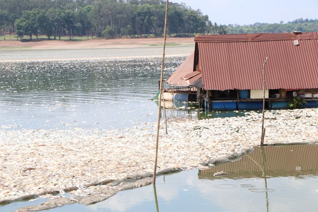 Cá chết nổi trắng hồ Sông Mây ở Đồng Nai - Ảnh 3.