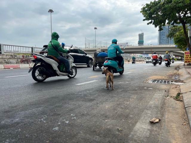 Chó thả rông trên đường gây nguy hiểm cho người và phương tiện tham gia giao thông.Ảnh: Thùy An