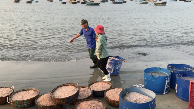 Khu chợ ven biển Đà Nẵng, chỉ bán độc nhất một loại hải sản- Ảnh 7.