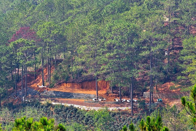 Làm rõ nguyên nhân nhiều cây thông bị chết trong dự án Núi Hoa Đà Lạt- Ảnh 1.