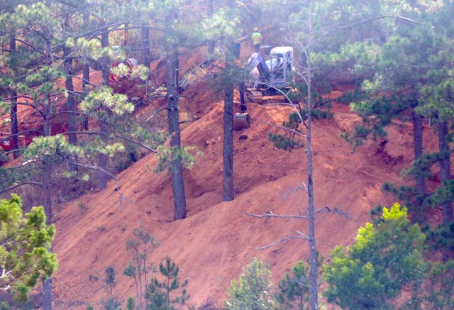 Làm rõ nguyên nhân nhiều cây thông bị chết trong dự án Núi Hoa Đà Lạt- Ảnh 2.
