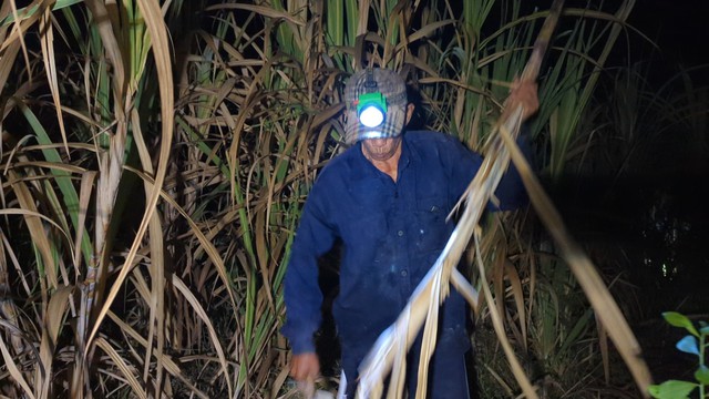 VIDEO: Thu hoạch mía lúc nửa đêm ở Sóc Trăng để tránh nóng- Ảnh 1.