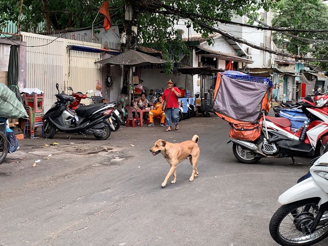 Chó thả rông trên đường Nguyễn Trãi, quận 5, TP HCM Ảnh: ÁI MY