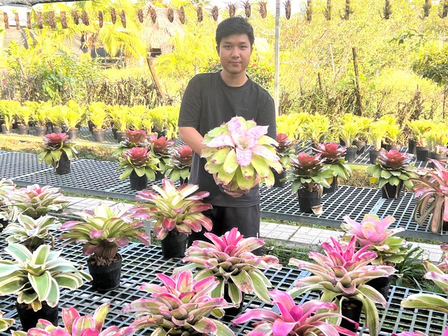 Anh Nguyễn Phạm Minh Châu giới thiệu vườn dứa kiểng Nam Mỹ của mình