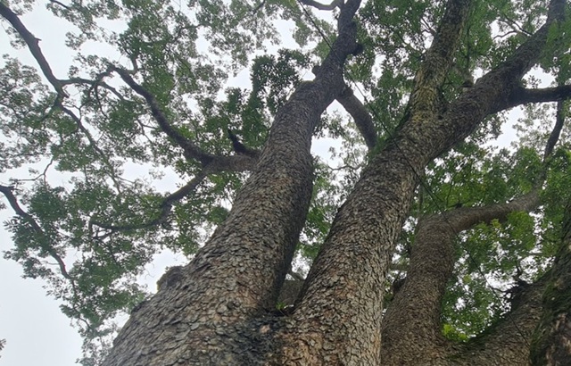 Ngắm hàng cây di sản hơn 100 năm tuổi dưới chân núi thiêng- Ảnh 8.