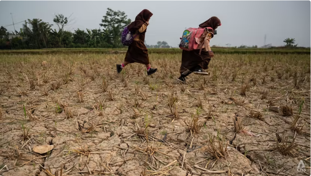 Đồng lúa của làng Ridogalih, Tây Java - Indonesia khô cằn trong mùa khô năm ngoái. Ảnh: CNA