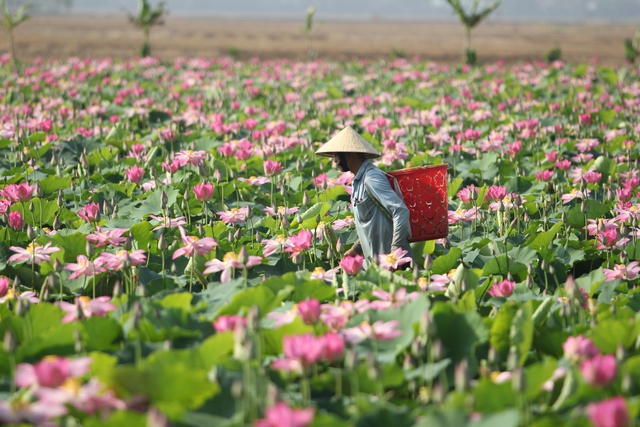 Nông dân tỉnh Đồng Tháp thu hoạch sen