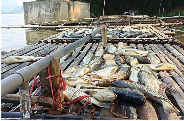 Hàng chục tấn cá lồng chết bất thường trên sông- Ảnh 2.
