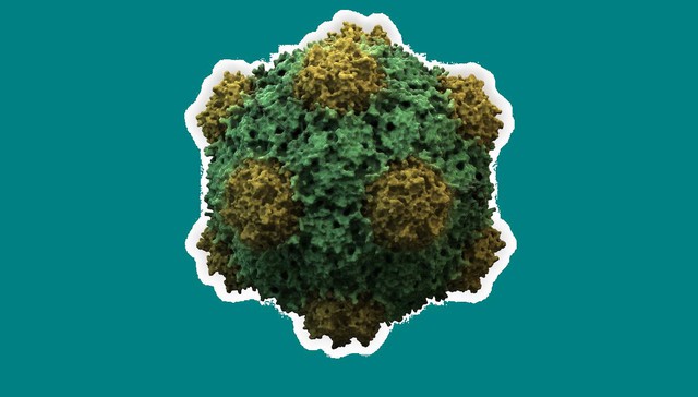 Một virus thực vật có tiềm năng chặn ung thư di căn- Ảnh 1.