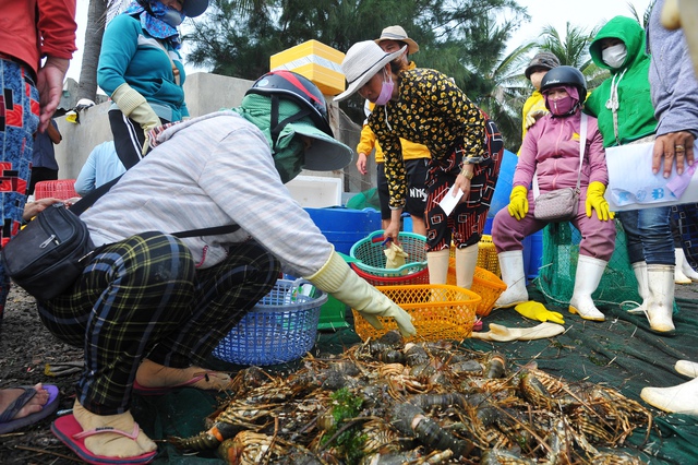 Xác định nguyên nhân tôm hùm chết hàng loạt ở Phú Yên- Ảnh 1.