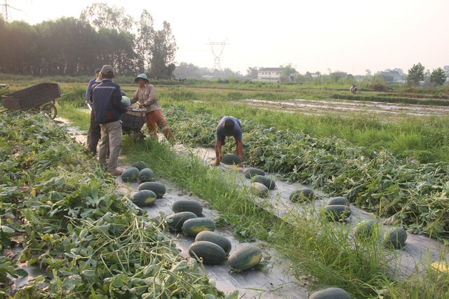 Dưa hấu được mùa được giá, nông dân Quảng Nam "trúng lớn"- Ảnh 3.