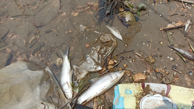 Cá chết hàng loạt trên sông Mã không phải do dịch bệnh- Ảnh 3.