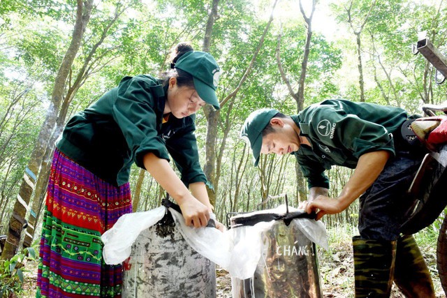 Làm công nhân cao su, đời sống khấm khá- Ảnh 1.