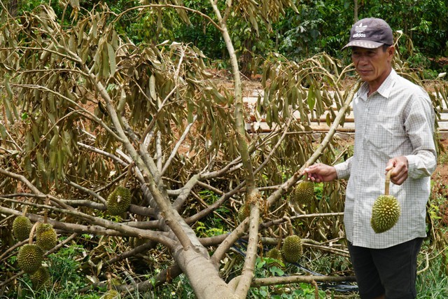 Thời tiết thất thường, người trồng sầu riêng thiệt hại nặng- Ảnh 1.