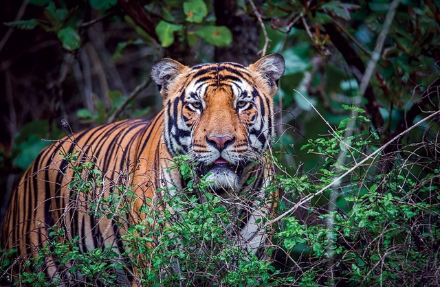 Thông tin đáng chú ý vụ hổ lớn xuất hiện trong rừng Quảng Bình- Ảnh 1.
