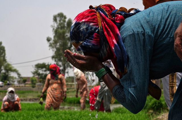Nông dân uống nước trong giờ nghỉ trưa ở Karnal, bang Haryana - Ấn Độ Ảnh: REUTERS