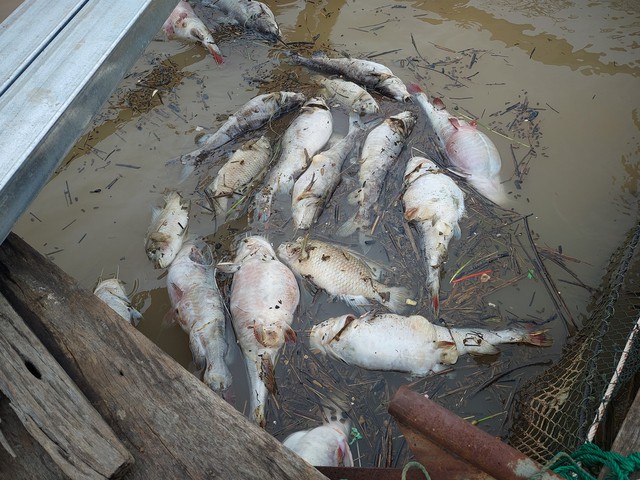Cá lăng chết trắng trên hồ thủy điện Yaly- Ảnh 7.