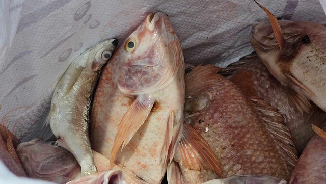 Tìm ra nguyên nhân 25 tấn cá lồng bè ở Quảng Nam chết bất thường- Ảnh 1.