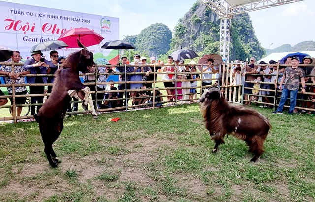 "Đấu trường" chọi dê độc đáo ở Ninh Bình- Ảnh 1.