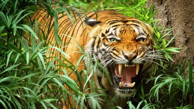 Hổ lớn lại xuất hiện ở rừng Quảng Bình?- Ảnh 1.