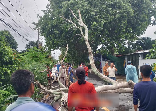 Bạc Liêu: Cây phượng đổ đè 1 nam thanh niên bị thương nặng- Ảnh 1.