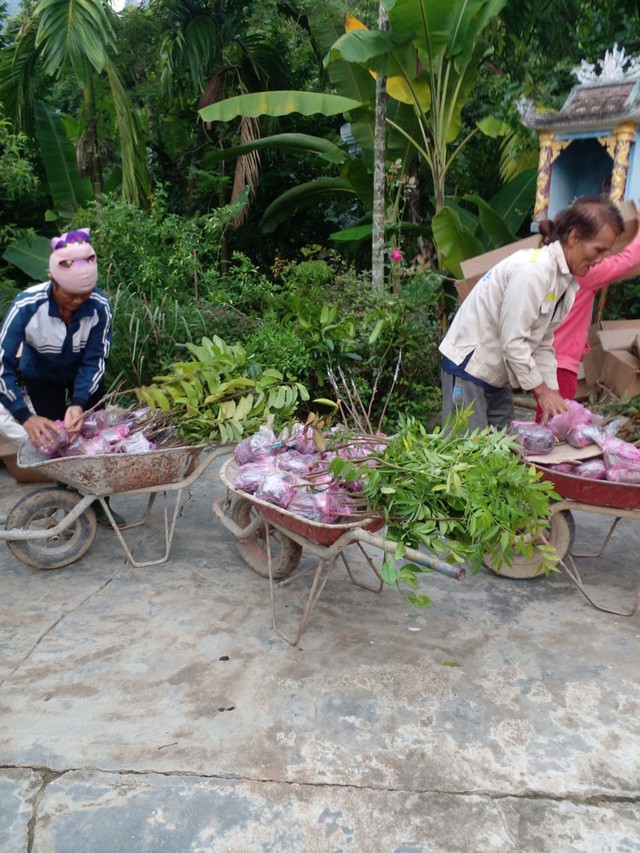 Vận chuyển cây giống ăn trái lên trồng trên Lèn Choi