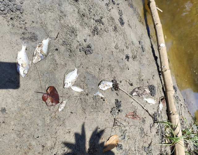 Tìm nguyên nhân cá chết bất thường trên sông Mỹ Gia- Ảnh 2.