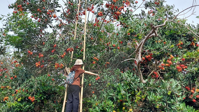 Thú vị quá "xứ đồ chay"!- Ảnh 2.