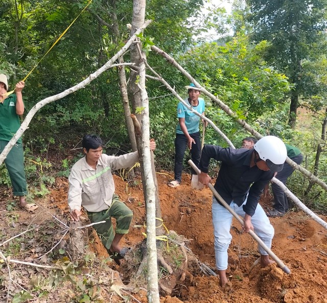 Xã Hướng Linh tổ chức trồng lại số cây sau sau bị đào bới, chưa vận chuyển Ảnh: ANH TUẤN