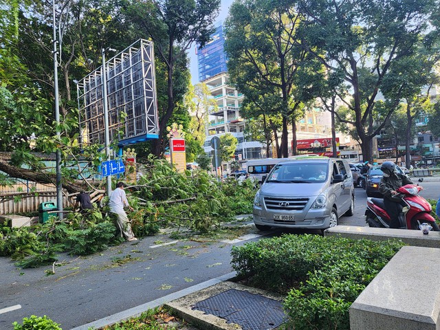 Cây tét nhánh rơi ở giao lộ trung tâm TP HCM- Ảnh 1.