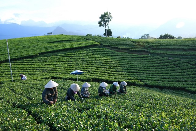 Nông dân vùng chè La Bằng, Đại Từ, Thái Nguyên hái chè xanh để cung cấp cho Công ty Tân Hiệp Phát sản xuất Trà Xanh Không Độ