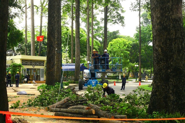 Các cây xanh lâu năm trong Công viên Tao Đàn (quận 1, TP HCM) được tổng kiểm tra, tỉa nhánh vào giữa tháng 8-2024 Ảnh: ÁI MY