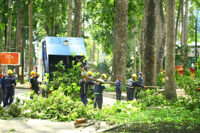 Cây xanh lâu năm trong Công viên Tao Đàn (quận 1, TP HCM) được tổng kiểm tra, tỉa nhánh vào giữa tháng 8-2024. Ảnh: ÁI MY