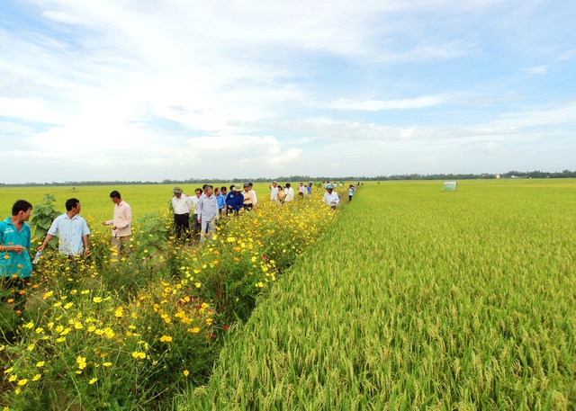 Trồng hoa chống sâu rầy- Ảnh 1.