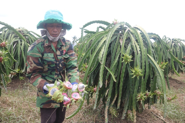 Nhiều nông dân trồng thanh long mất trắng sau trận ngập "lịch sử"- Ảnh 1.