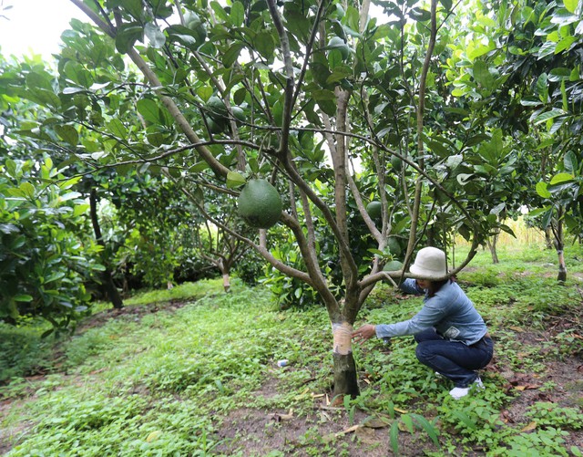 Người phụ nữ sống một mình nhiều lần bị chặt phá vườn cây- Ảnh 2.