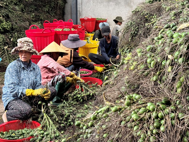 Xứ ngàn cau trúng lớn- Ảnh 2.