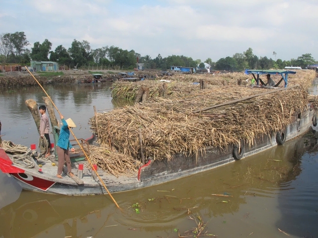 Vị đắng… mía đường- Ảnh 1.