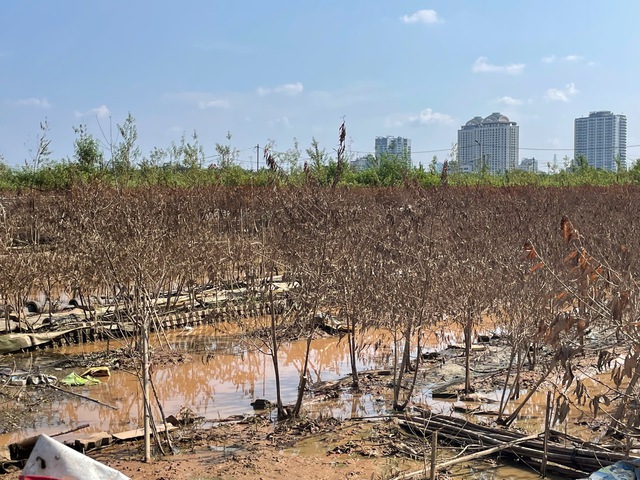 Đào Nhật Tân, quất Tứ Liên tan hoang sau bão- Ảnh 1.