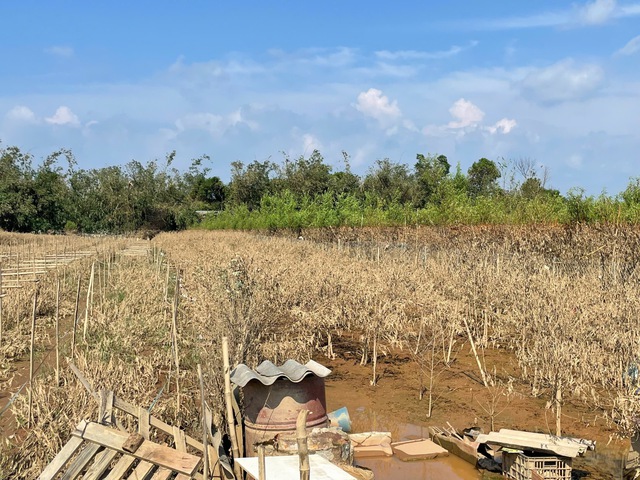 Đào Nhật Tân, quất Tứ Liên tan hoang sau bão- Ảnh 3.