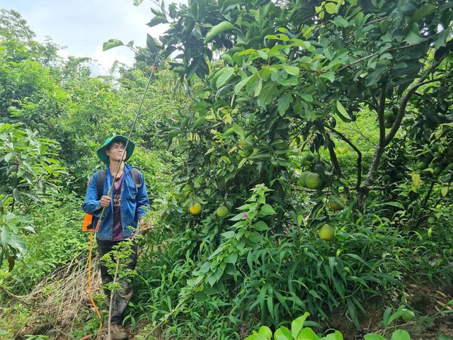 Canh tác hữu cơ đang là xu hướng của nông dân Tây Nguyên. Trong ảnh: Ông Nguyễn Văn Ghi (xã Hà Mòn, huyện Đăk Hà, tỉnh Kon Tum) phun chế phẩm hữu cơ cho vườn cây ăn trái