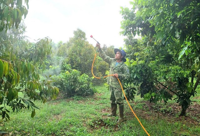 Anh Bùi Văn Dương (xã Ia Ka, huyện Chư Păh, tỉnh Gia Lai) chăm sóc khu vườn 2,7 ha của mình