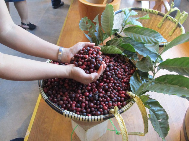 Giá cà phê Robusta lại sốt trên sàn- Ảnh 1.