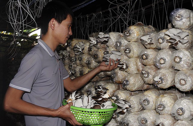 Trồng nấm sạch có thể làm giàu- Ảnh 1.