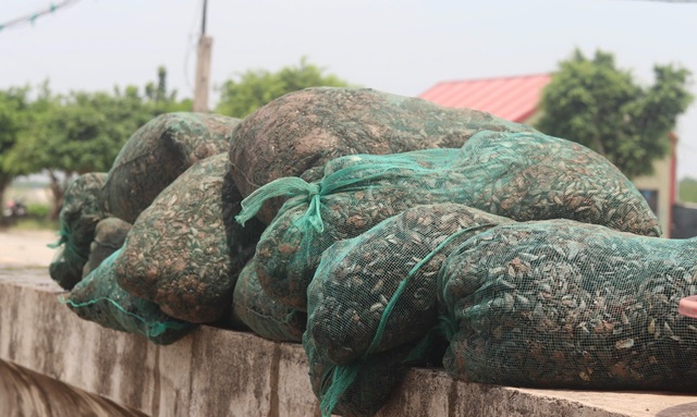 Ngư dân hối hả thu hoạch ngao chạy siêu bão Yagi- Ảnh 4.