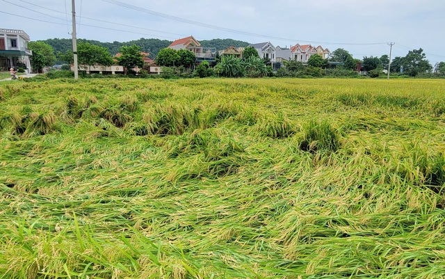 Nông dân gặt lúa xuyên đêm chạy siêu bão Yagi- Ảnh 3.