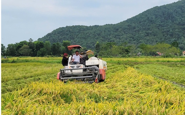 Nông dân gặt lúa xuyên đêm chạy siêu bão Yagi- Ảnh 2.