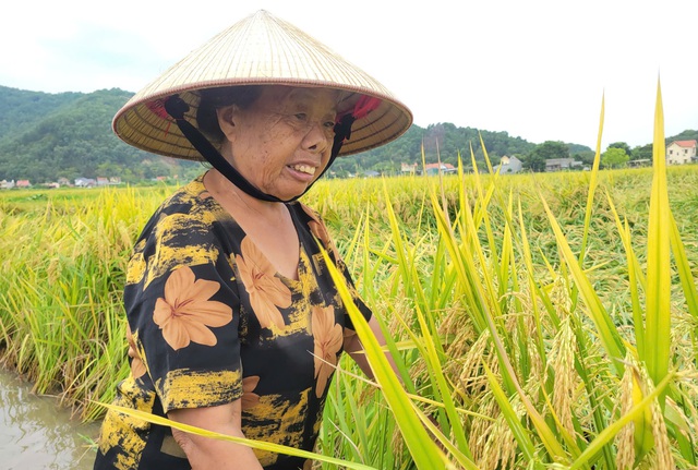 Nông dân gặt lúa xuyên đêm chạy siêu bão Yagi- Ảnh 4.