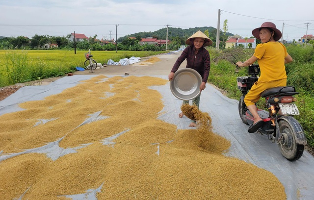 Nông dân gặt lúa xuyên đêm chạy siêu bão Yagi- Ảnh 7.